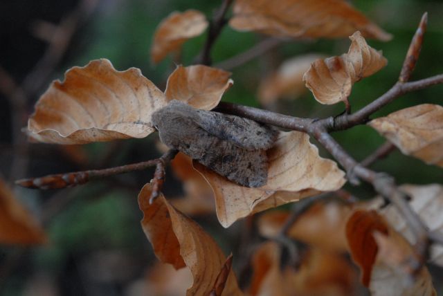 Orthosia incerta, Variabele voorjaarsuil gevangen op 5 april 2008. Dit is weer een kleurvariëtiet die ik nog niet gezien had. 